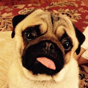 Meet your Posher, Santosh